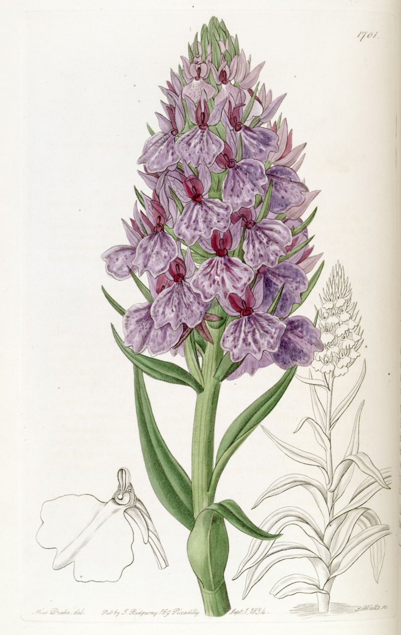 Dactylorhiza foliosa (som syn. Orchis foliosa) af Miss Drake