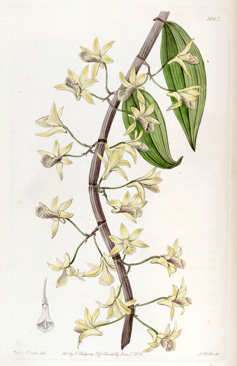 Dendrobium aphyllum (som syn. Dendrobium macrostachyum) af Miss Drake