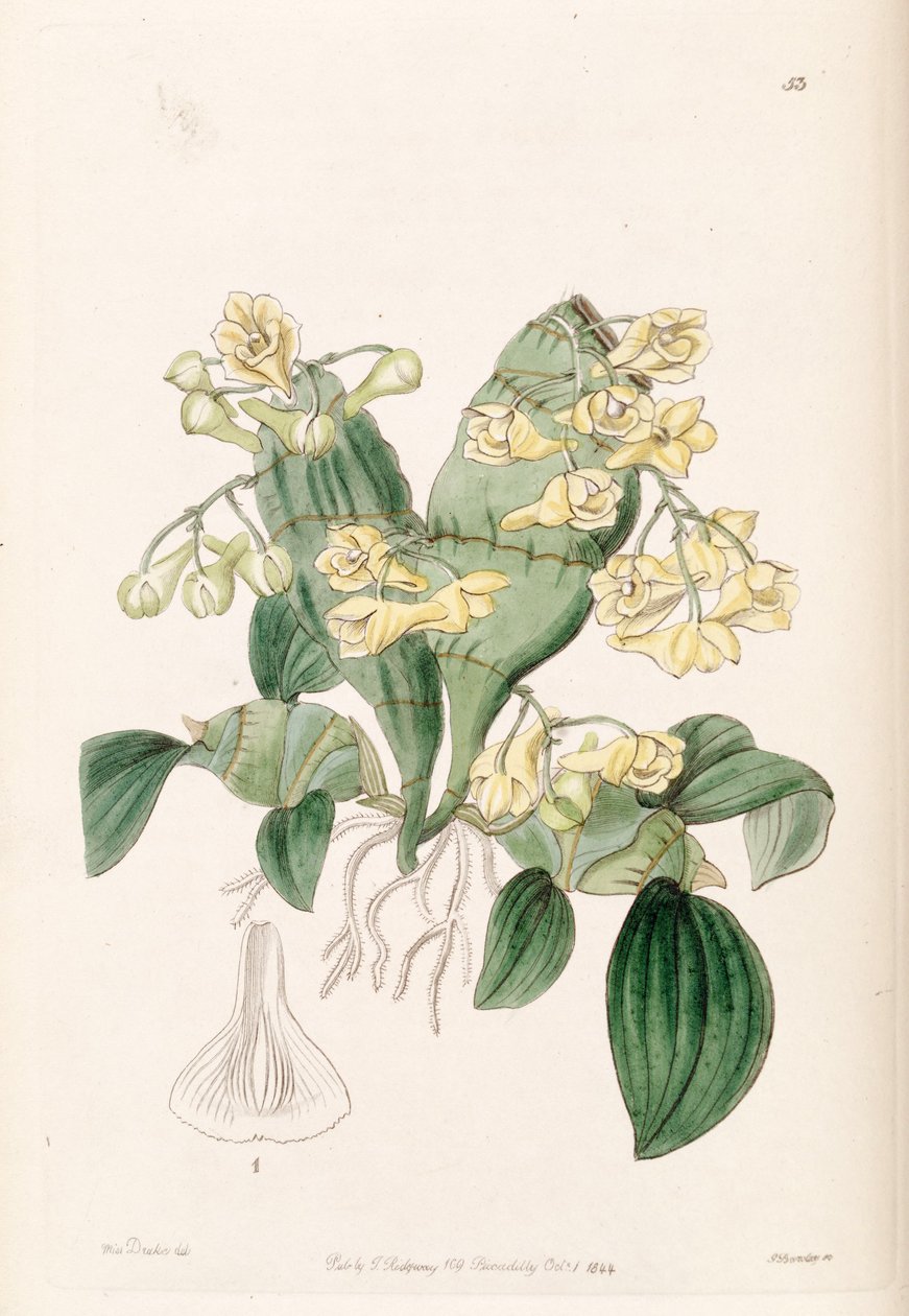 Dendrobium compressum af Miss Drake