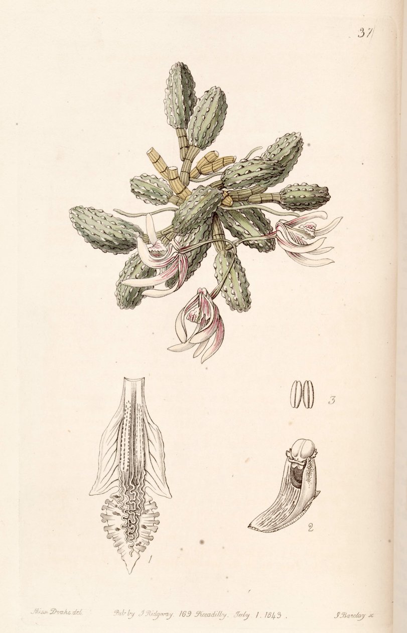 Dendrobium cucumerinum eller Dockrillia cucumerina af Miss Drake