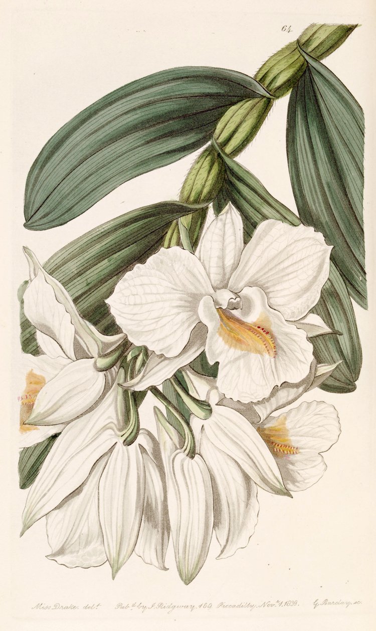 Dendrobium formosum af Miss Drake