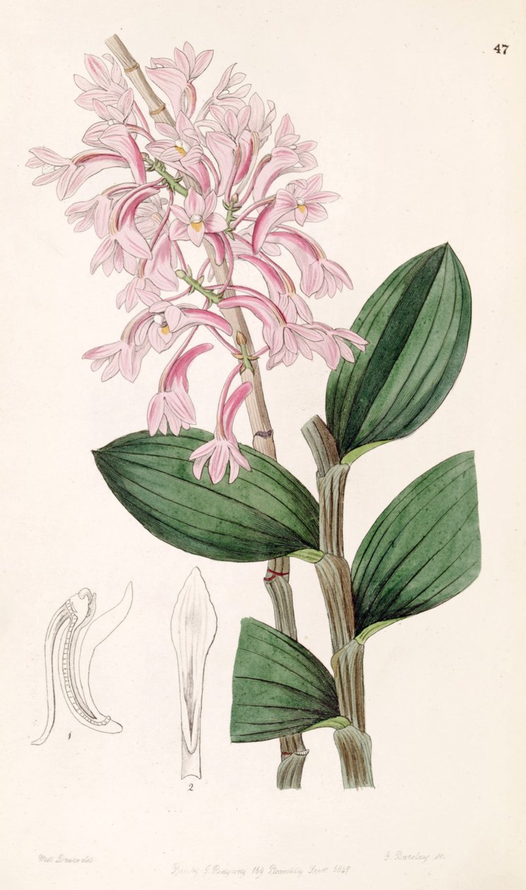 Dendrobium hasseltii (som syn. Dendrobium kuhlii) af Miss Drake