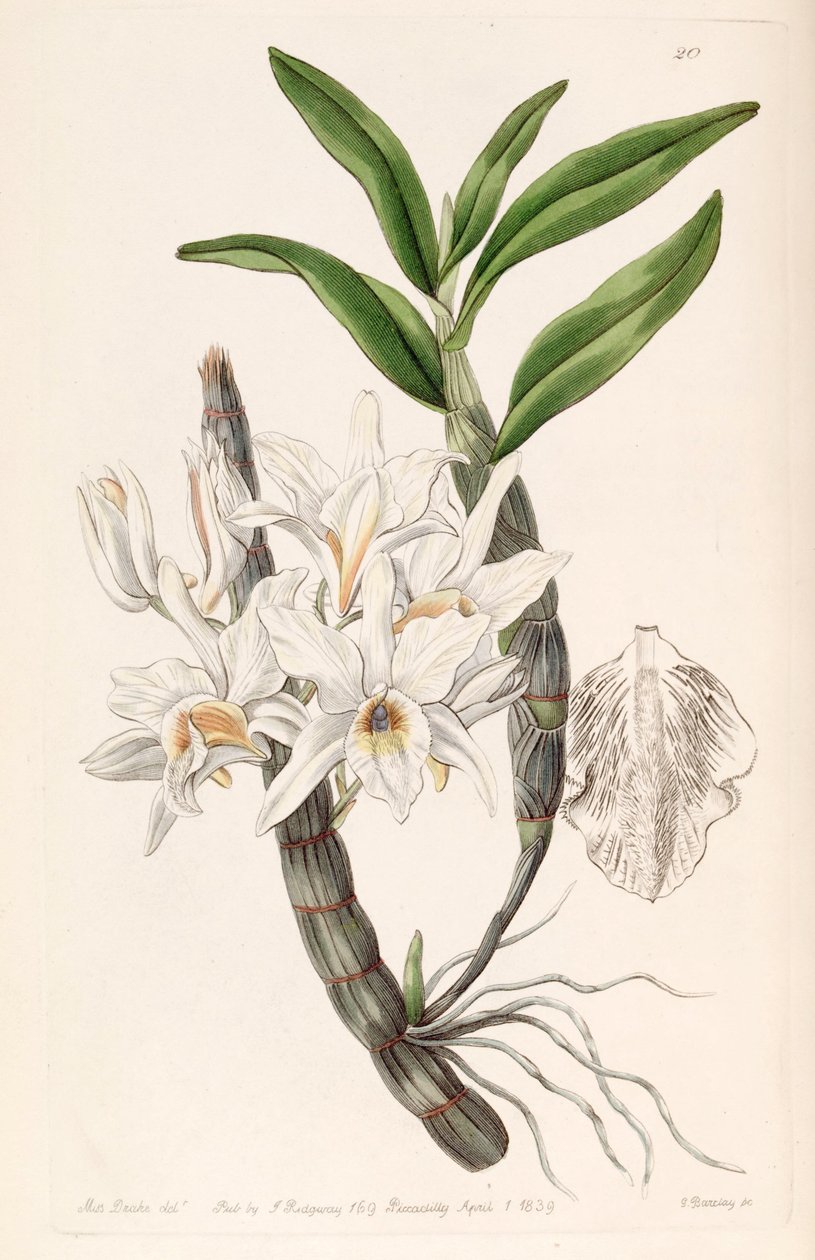 Dendrobium heterocarpum (som syn. Dendrobium aureum var. Pallidum) af Miss Drake