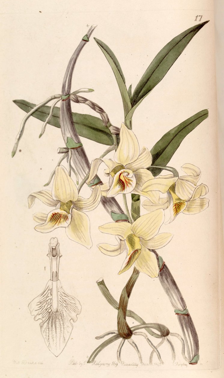 Dendrobium heterocarpum (som syn. Dendrobium rhombeum) af Miss Drake
