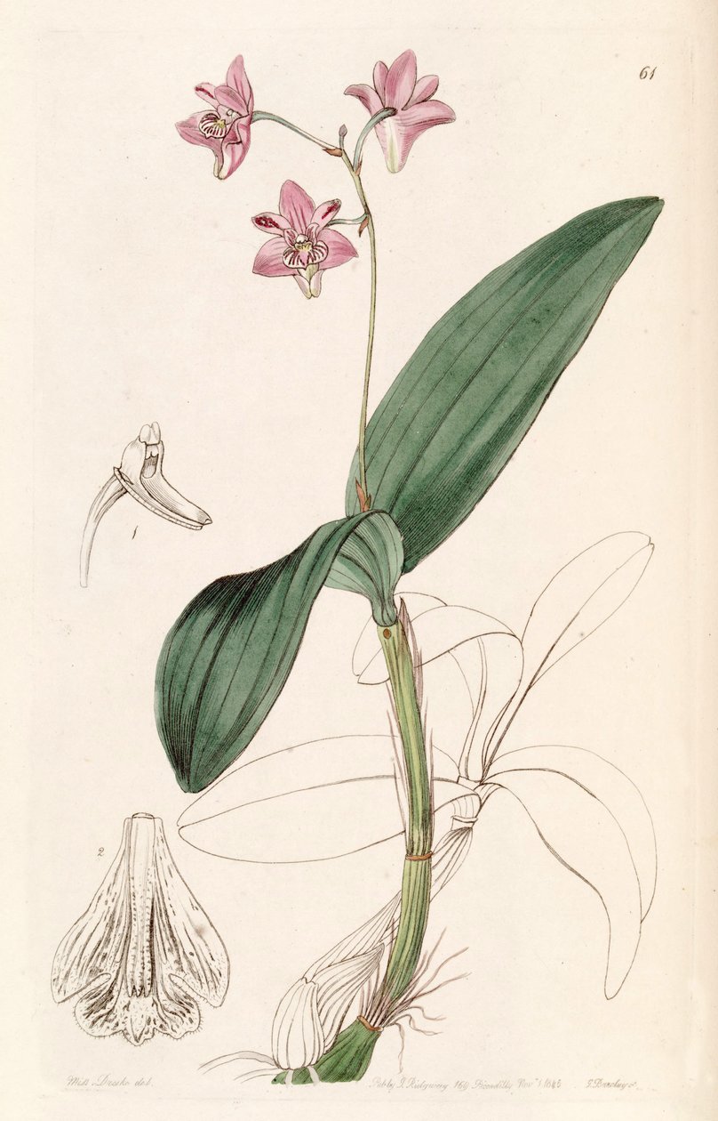 Dendrobium kingianum af Miss Drake