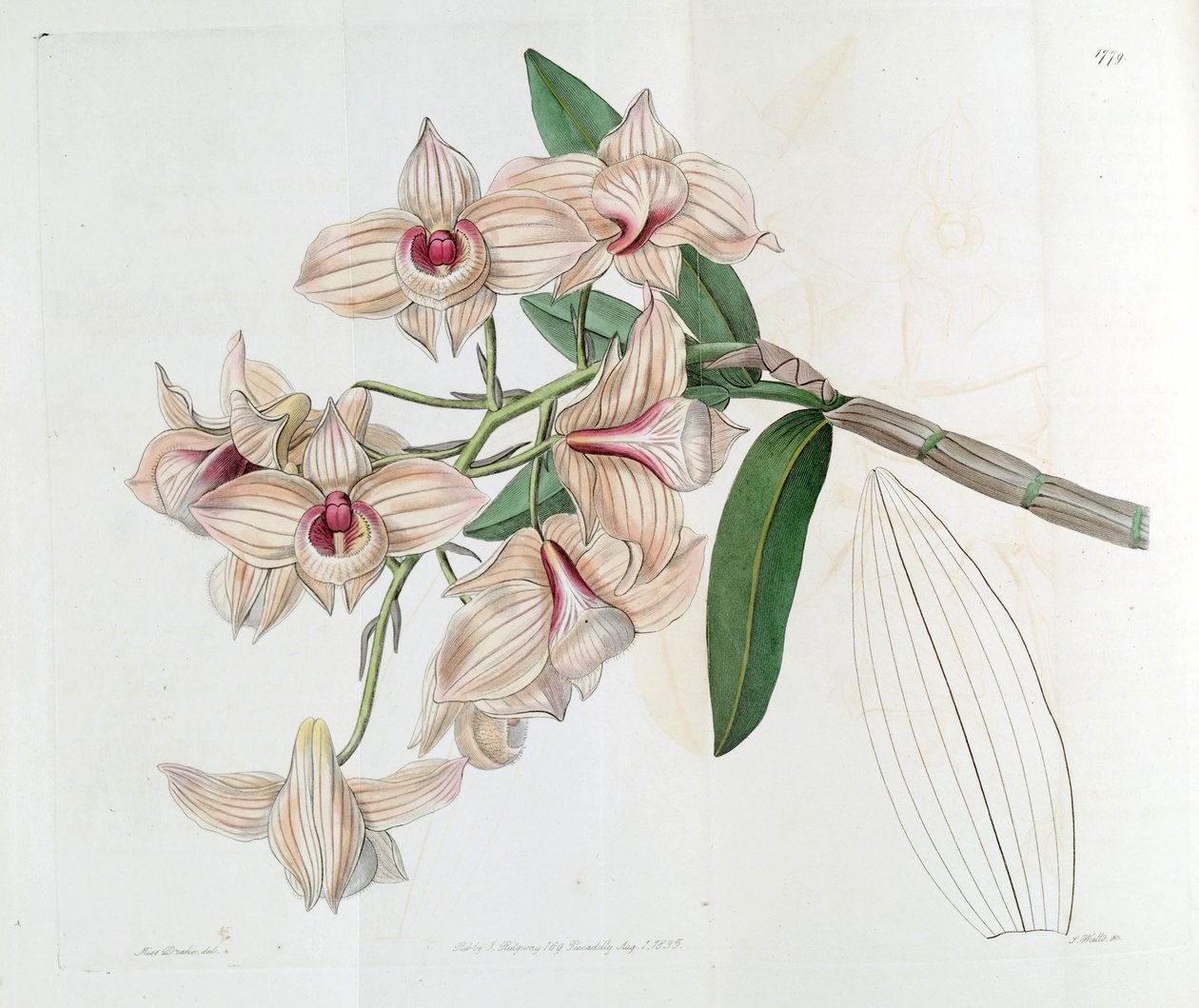 Dendrobium moschatum (som syn. Dendrobium cupreum) af Miss Drake