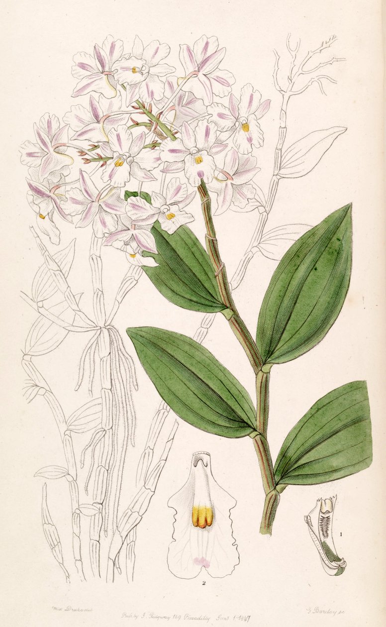 Dendrobium mutabile (som syn. Dendrobium triadenium) af Miss Drake