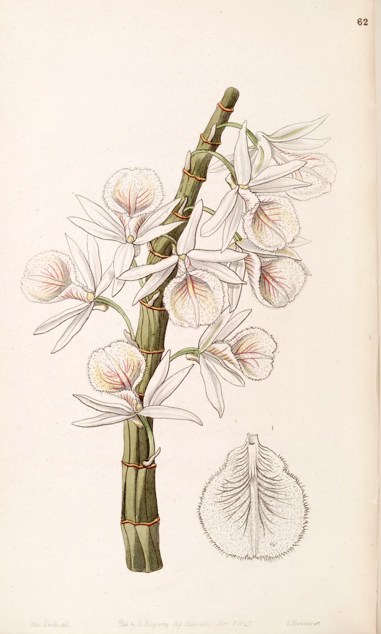 Dendrobium polyanthum (som syn. Dendrobium cretaceum) af Miss Drake