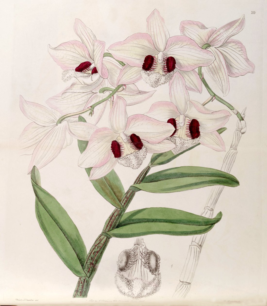 Dendrobium pulchellum (som syn. Dendrobium dalhousieanum) af Miss Drake