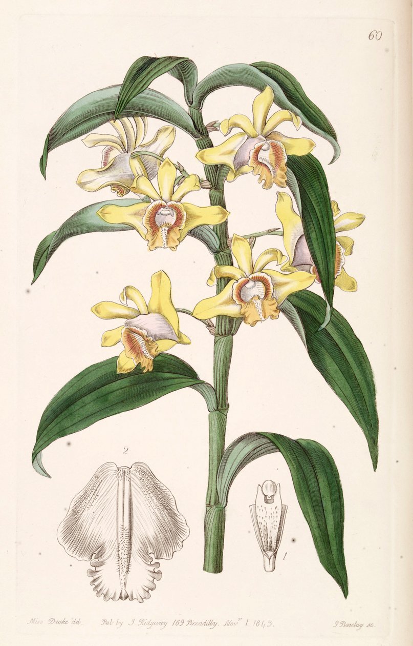 Dendrobium ruckeri af Miss Drake