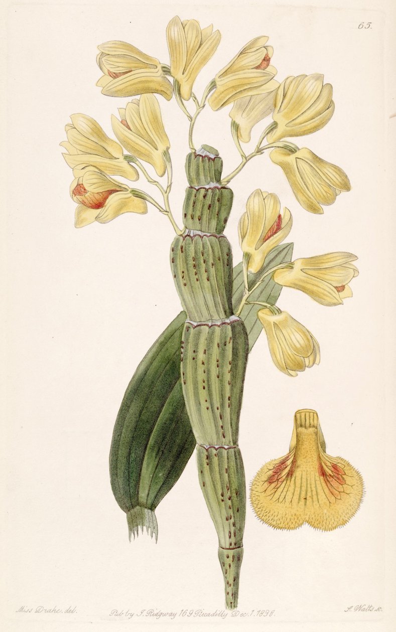 Dendrobium sulcatum af Miss Drake