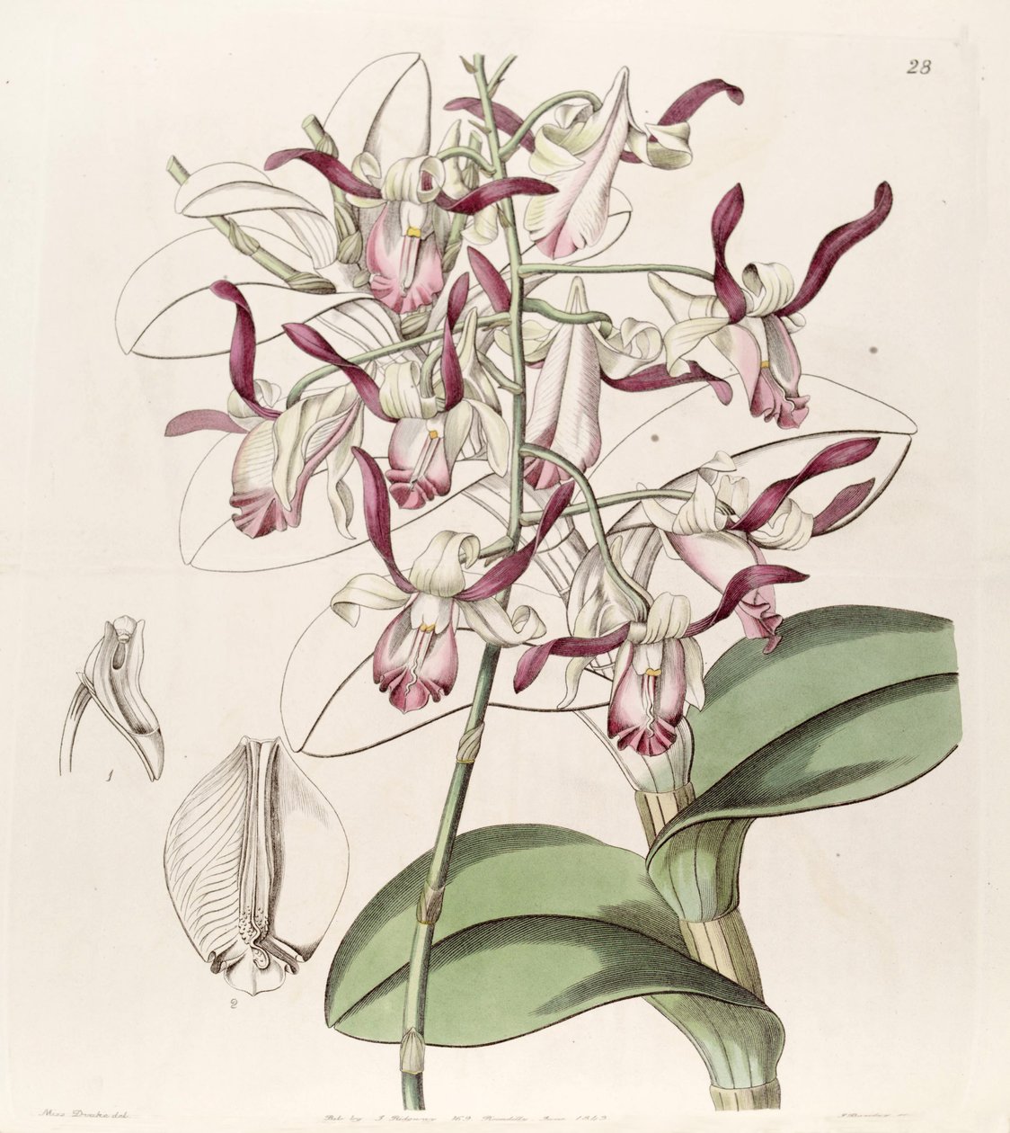 Dendrobium taurinum af Miss Drake