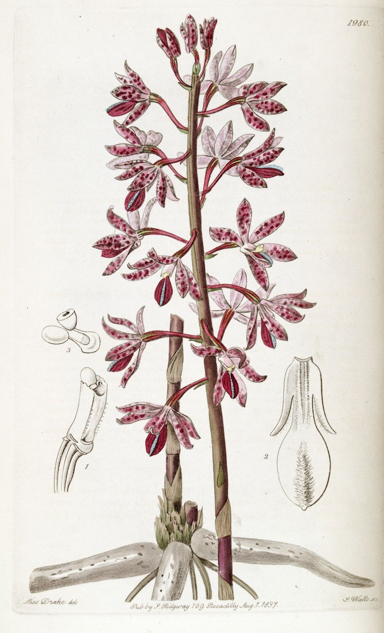 Dipodium af Miss Drake