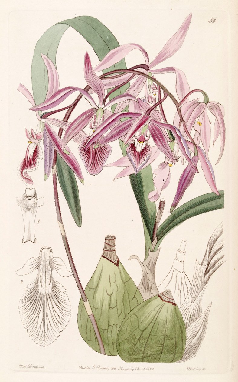 Encyclia adenocaula (som syn. Epidendrum verrucosum) af Miss Drake