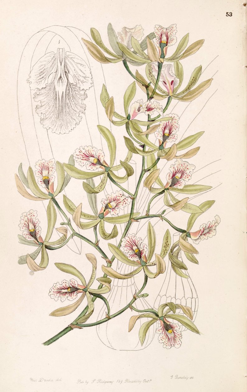 Encyclia ambigua (som syn. Epidendrum alatum) af Miss Drake