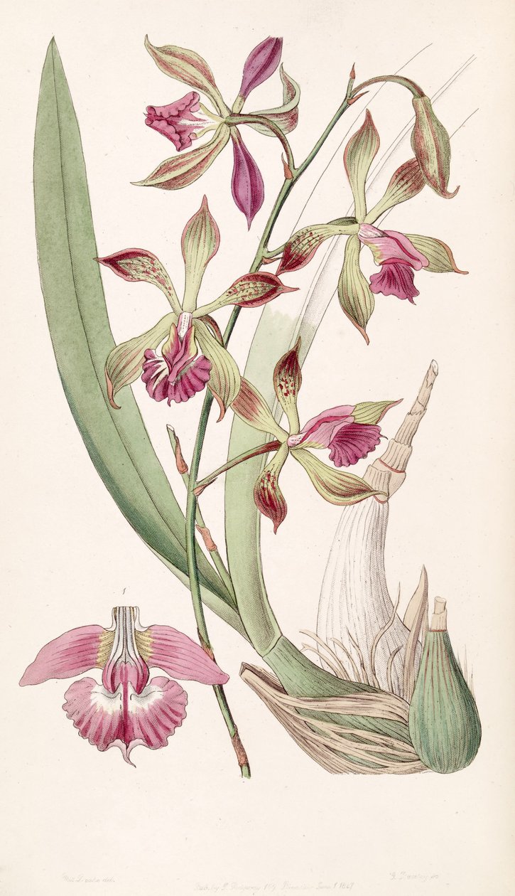 Encyclia plicata (som syn. Epidendrum plicatum) af Miss Drake