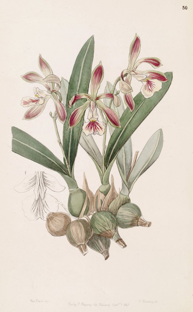 Encyclia pyriformis (som syn. Epidendrum pyriforme) af Miss Drake