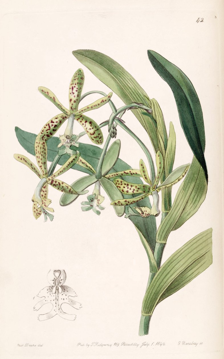 Epidendrum cristatum (som syn. Epidendrum raniferum) af Miss Drake