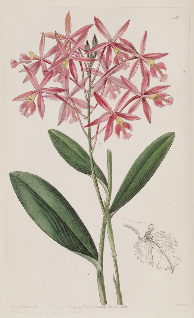 Epidendrum macrocarpum (som syn. Epidendrum schomburgkii) af Miss Drake