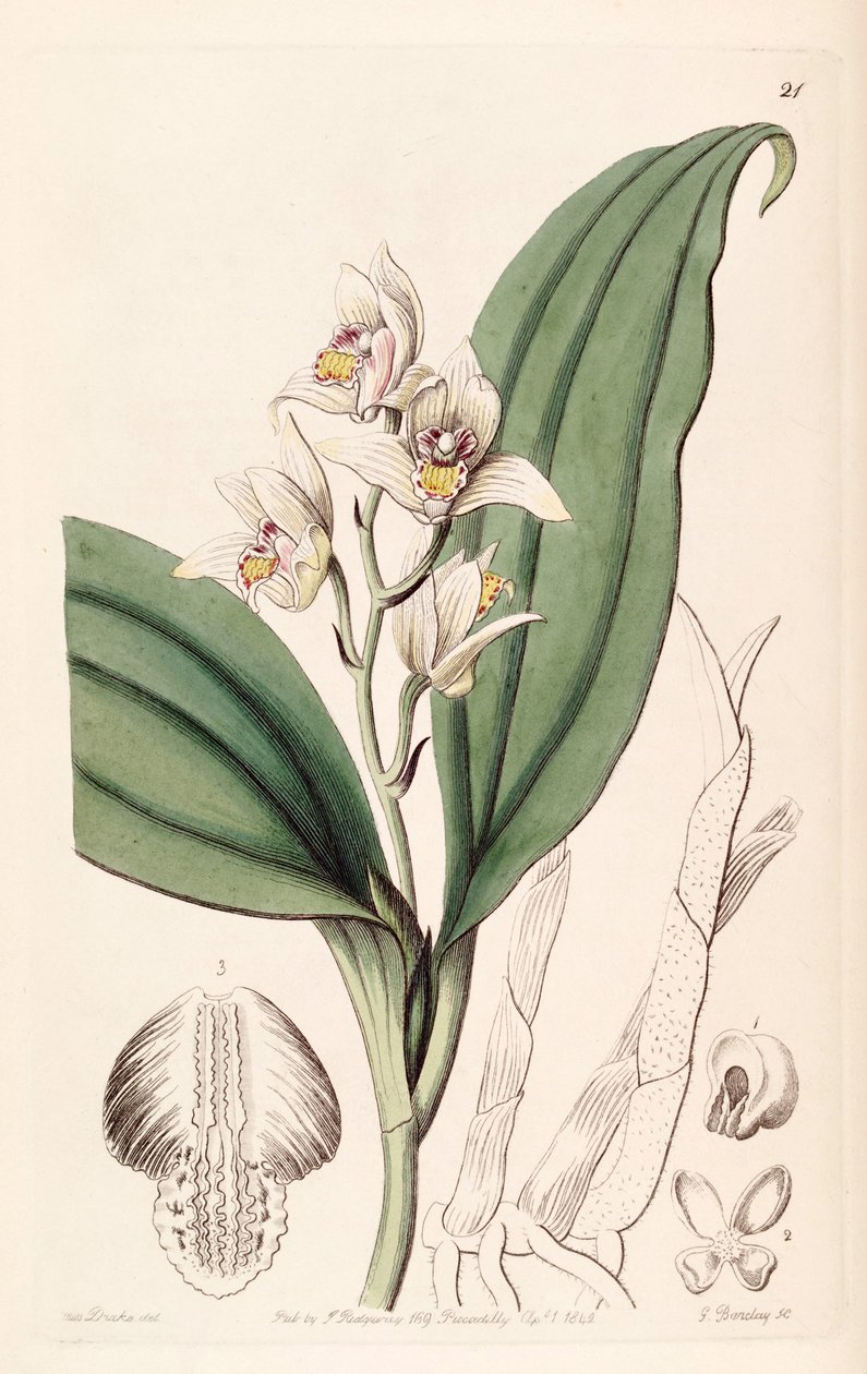 Eria coronaria (som syn. Trichosma dulce) af Miss Drake