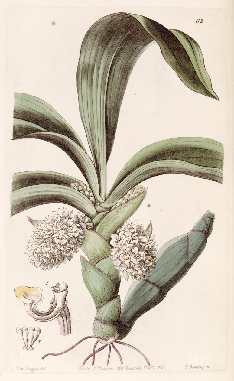 Eria spicata (som syn. Eria convallarioides) af Miss Drake