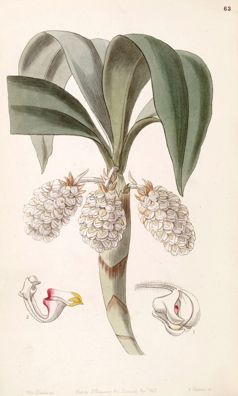 Eria spicata (som syn. Eria convallarioides) af Miss Drake
