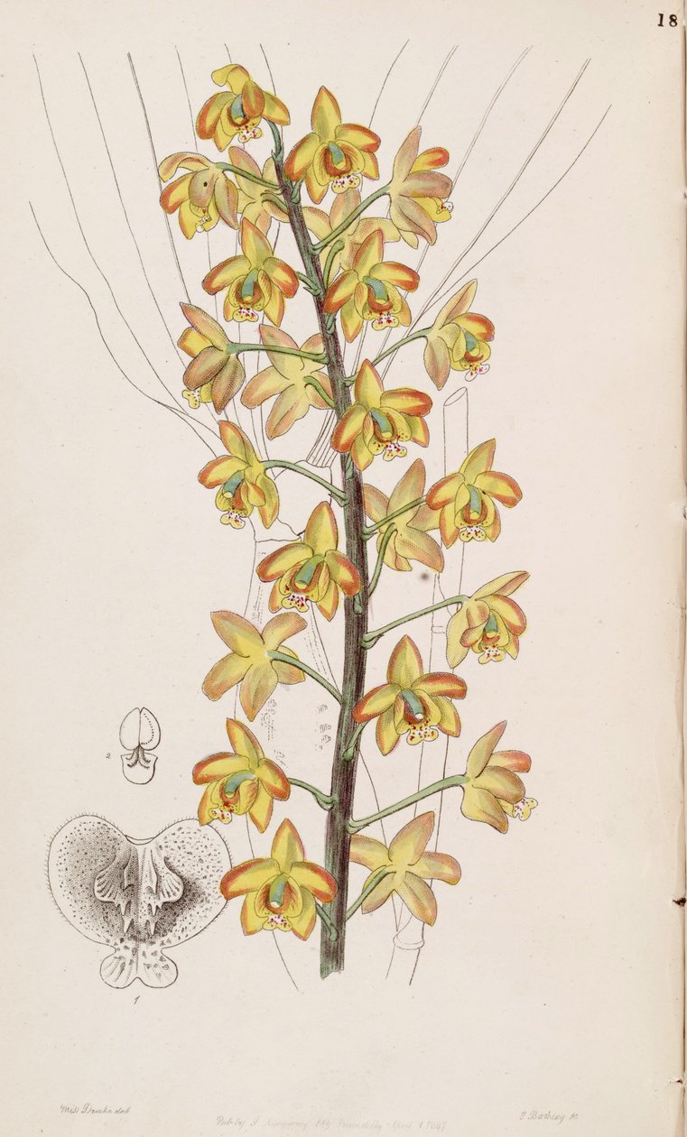 Eriopsis biloba af Miss Drake