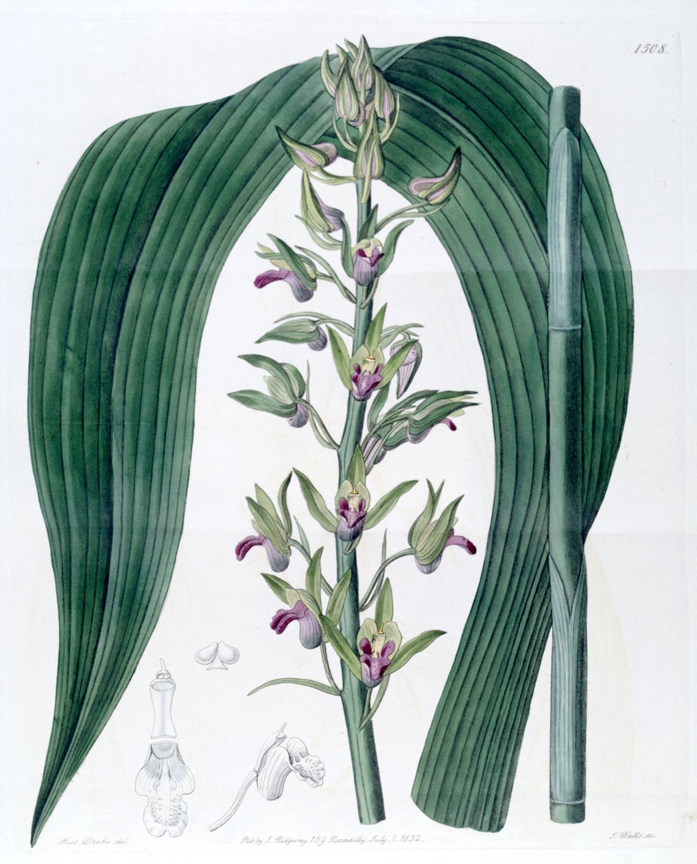Eulophia alta (som syn. Cyrtopodium woodfordii) af Miss Drake