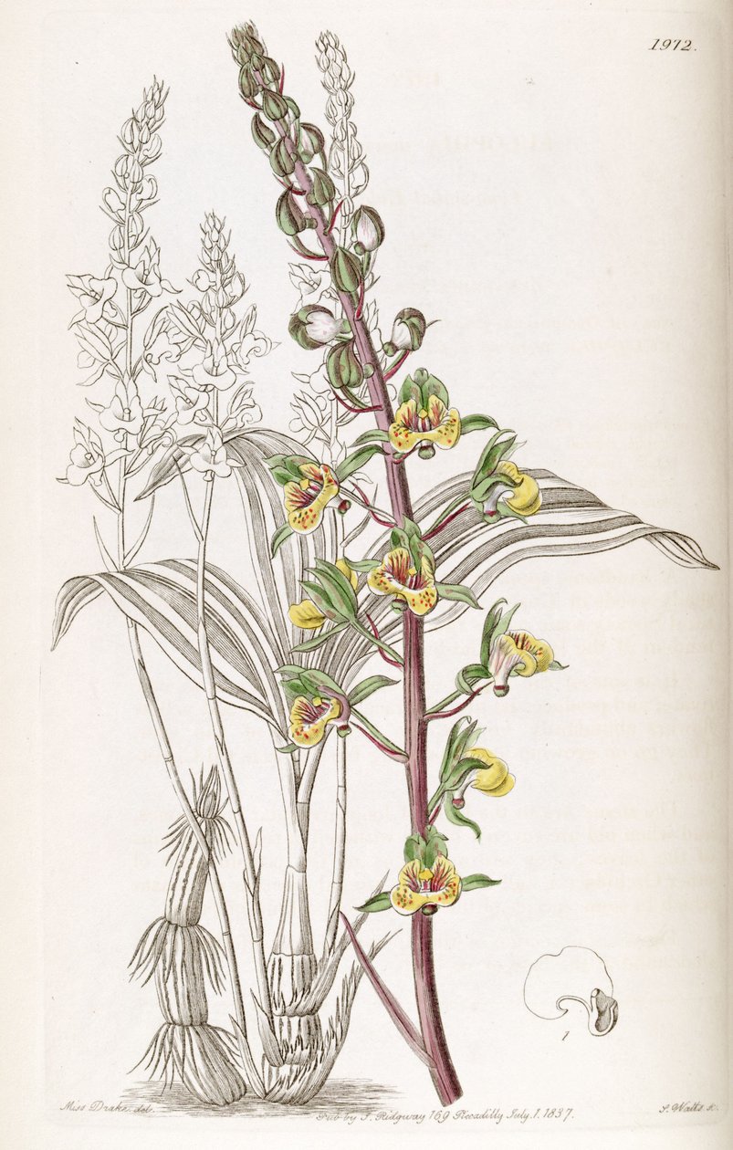 Eulophia sylvatica (som syn. Eulophia macrostachya) af Miss Drake