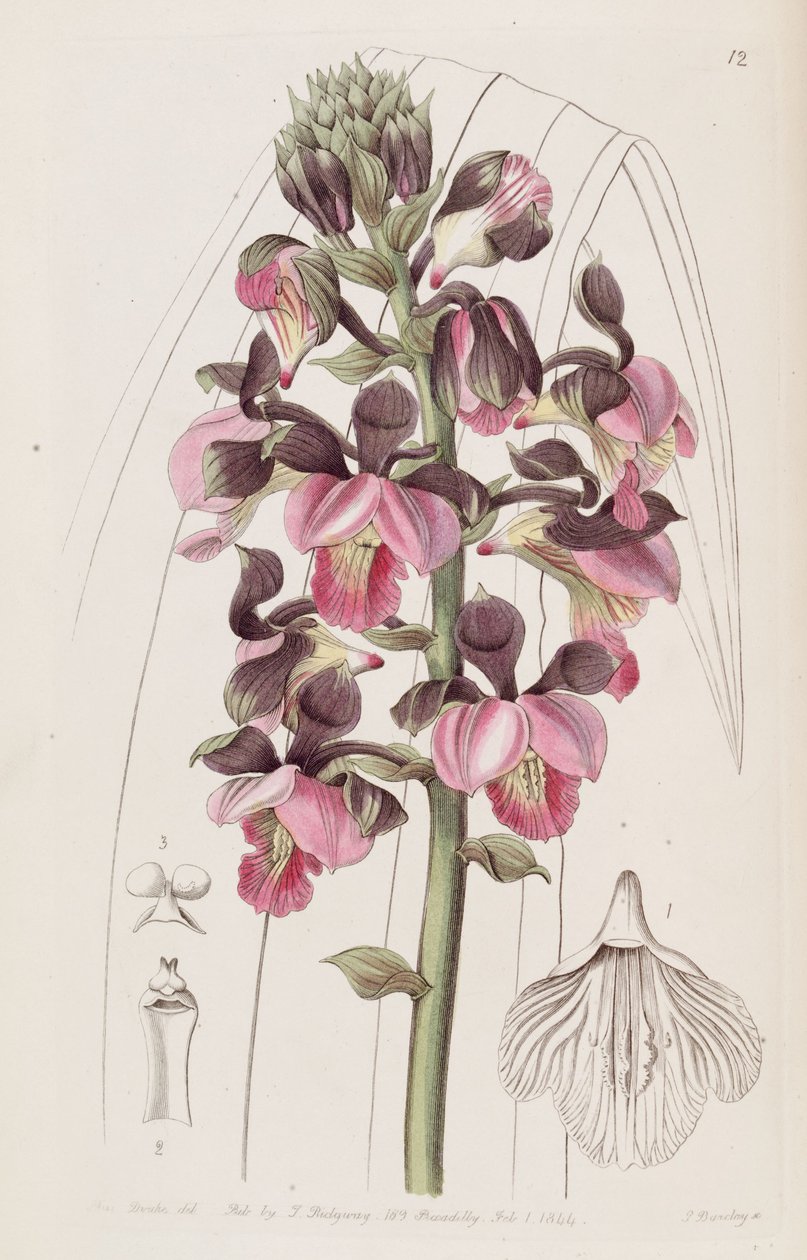 Eulophia rosea (som syn. Lissochilus roseus) af Miss Drake