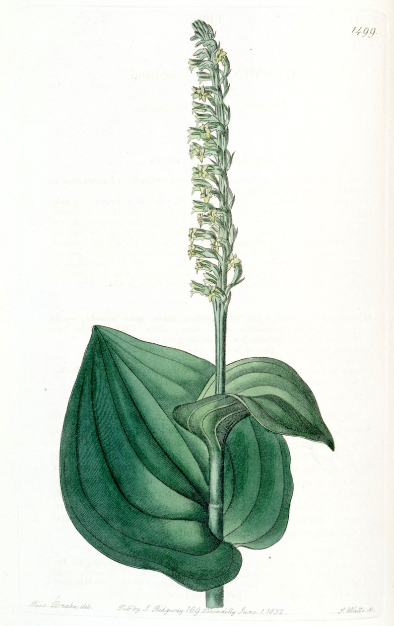 Gennaria diphylla (som syn. Herminium cordatum) af Miss Drake