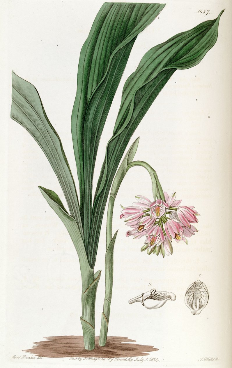 Geodorum densiflorum (som syn. Geodorum fucatum) af Miss Drake