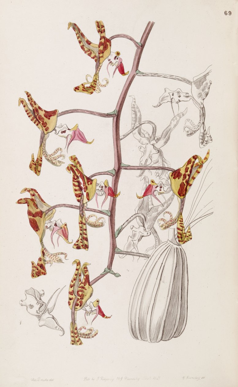 Gongora fulva (som syn. Gongora maculata var. Tricolor) af Miss Drake