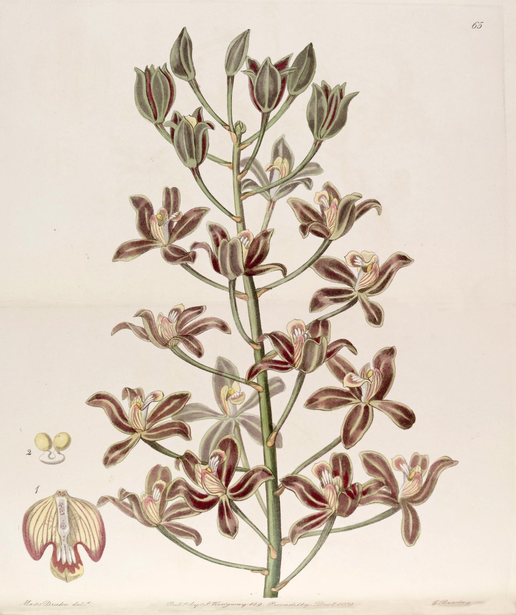 Grammatophyllum multiflorum af Miss Drake