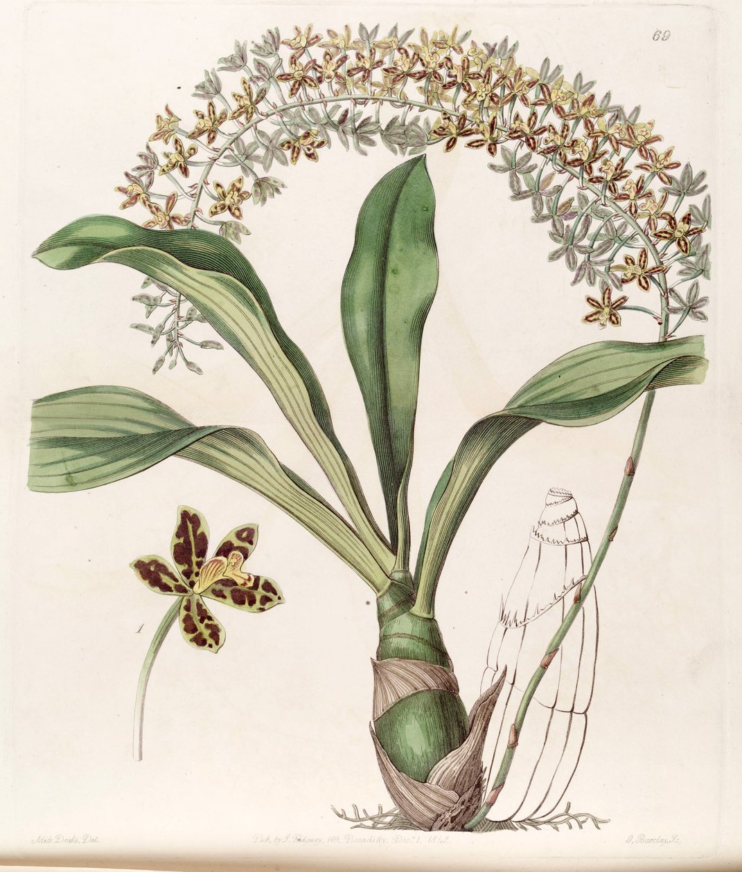 Grammatophyllum skrevet var. skrevet (som syn. Grammatophyllum multiflorum var. tigrinum) af Miss Drake
