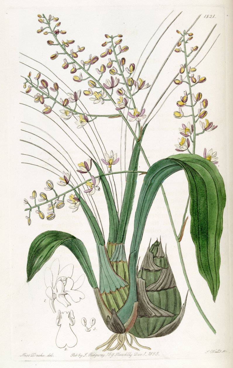 Graphorkis lurida eller Graphorchis lurida (som syn. Eulophia lurida) af Miss Drake