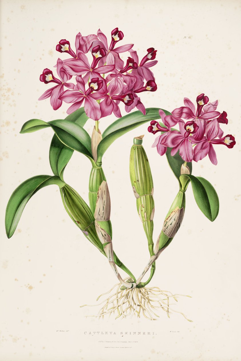 Illustration af Cattleya skinneri (eller Guarianthe skinneri) af Miss Drake