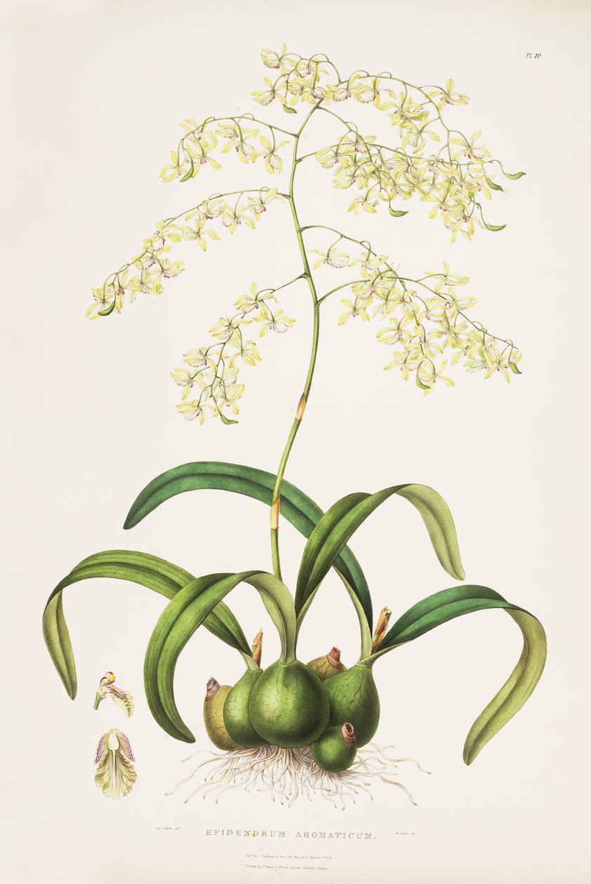 Illustration af Encyclia (som syn. Epidendrum aromaticum) af Miss Drake