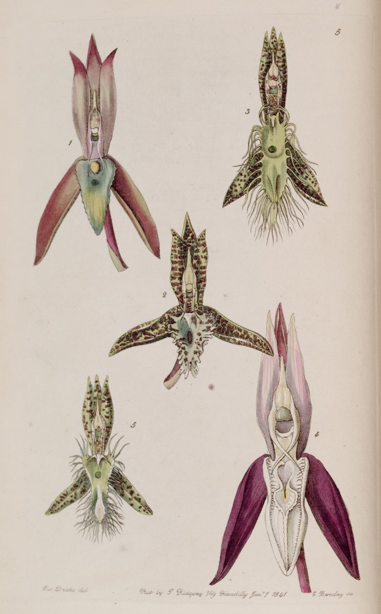 Illustration af I. Catasetum callosum II. Catasetum cristatum (som syn. Catasetum cornutum) III. Catasetum barbatum IV. Catasetum laminatum V. Catasetum lanciferum af Miss Drake