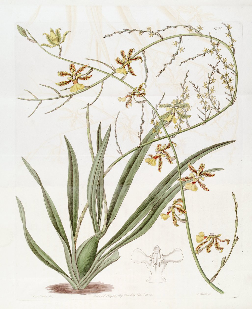 Illustration af Oncidium sp.    (Denne tegning er IKKE Oncidium baueri, se disambigueringsside af Miss Drake