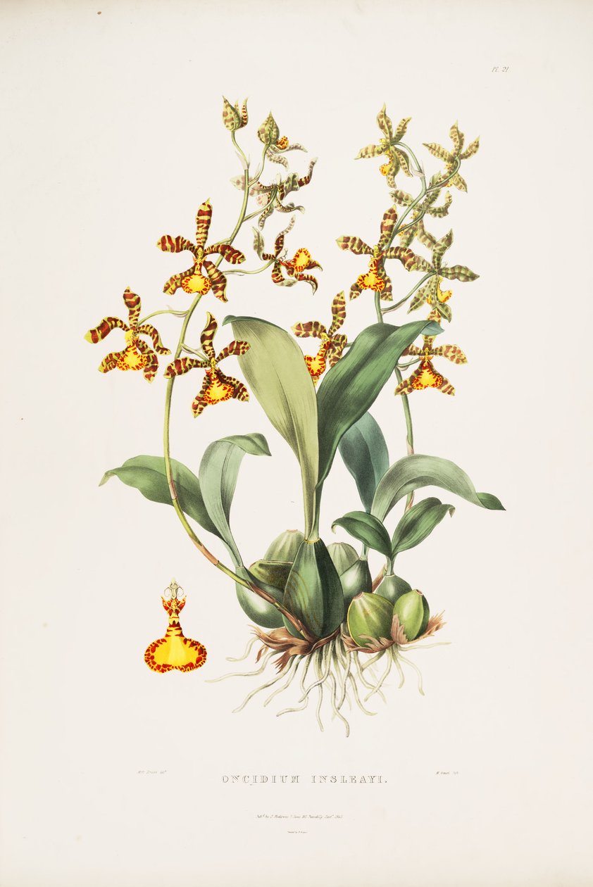 Illustration af Rossioglossum insleayi (som syn. Oncidium insleayi) af Miss Drake