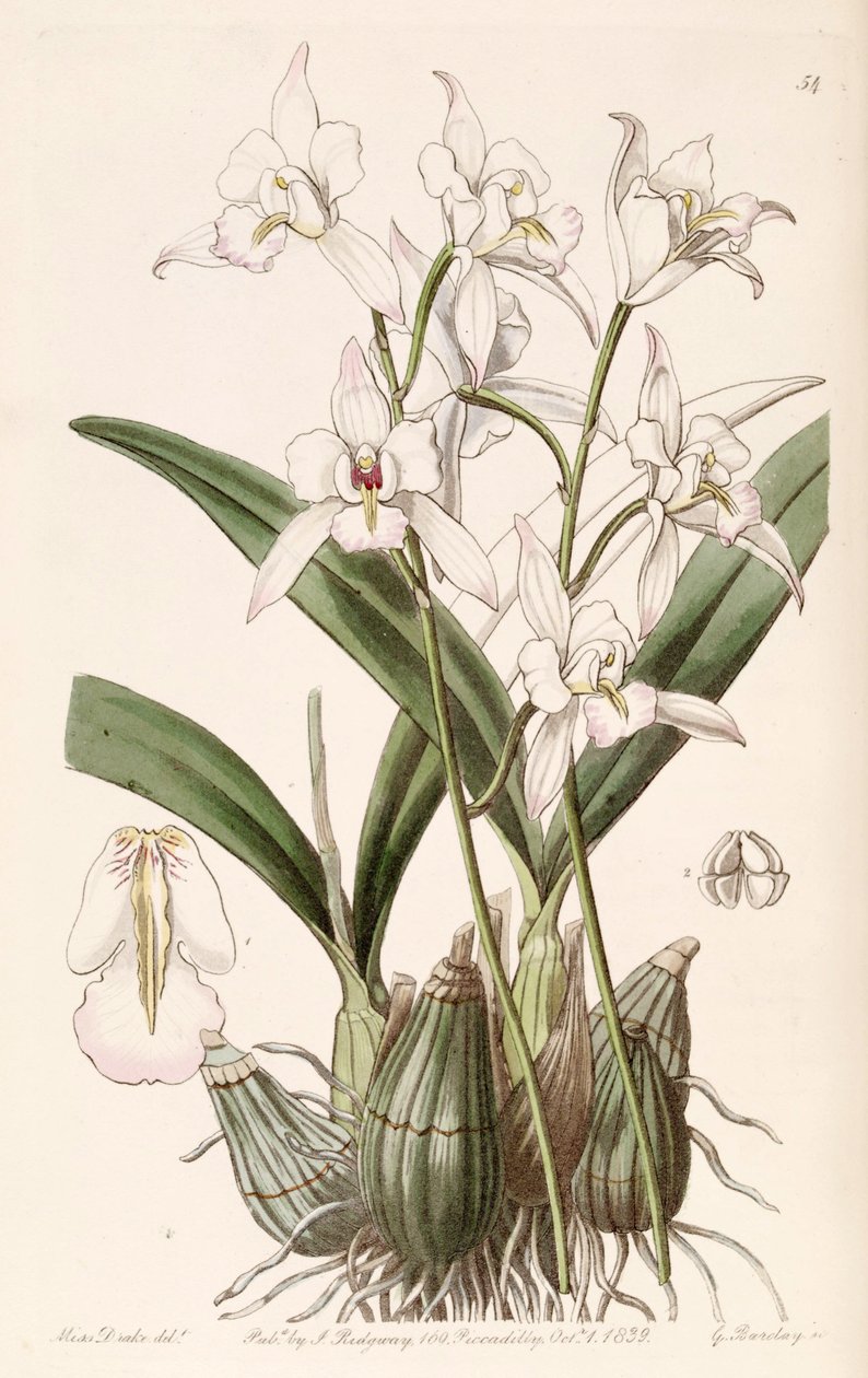 Laelia albida af Miss Drake
