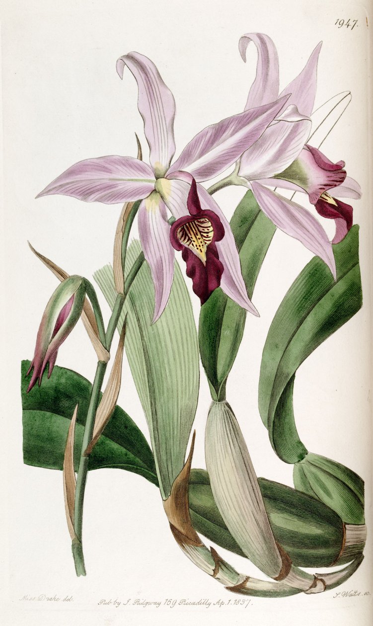 Laelia anceps (som syn. Laelia anceps var. Barkeriana) af Miss Drake