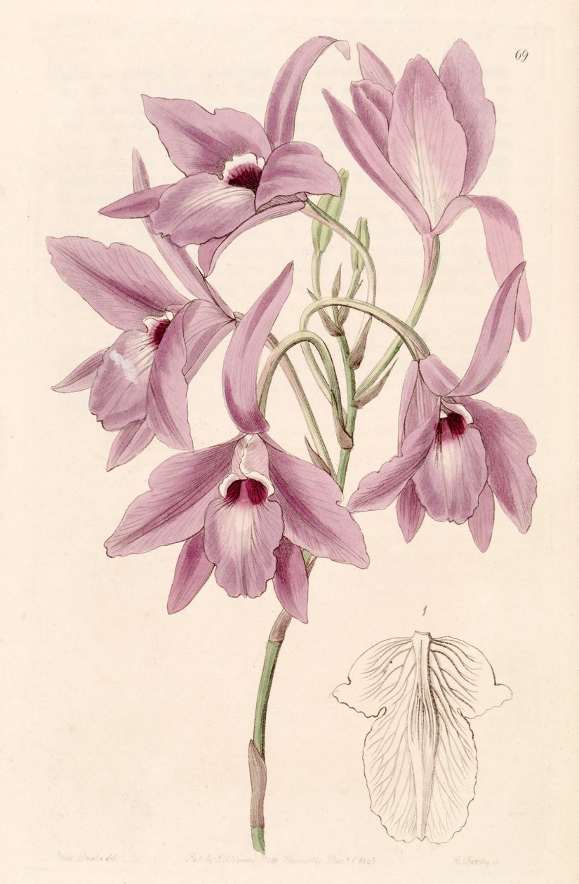 Laelia rubescens (som syn. Laelia peduncularis) af Miss Drake