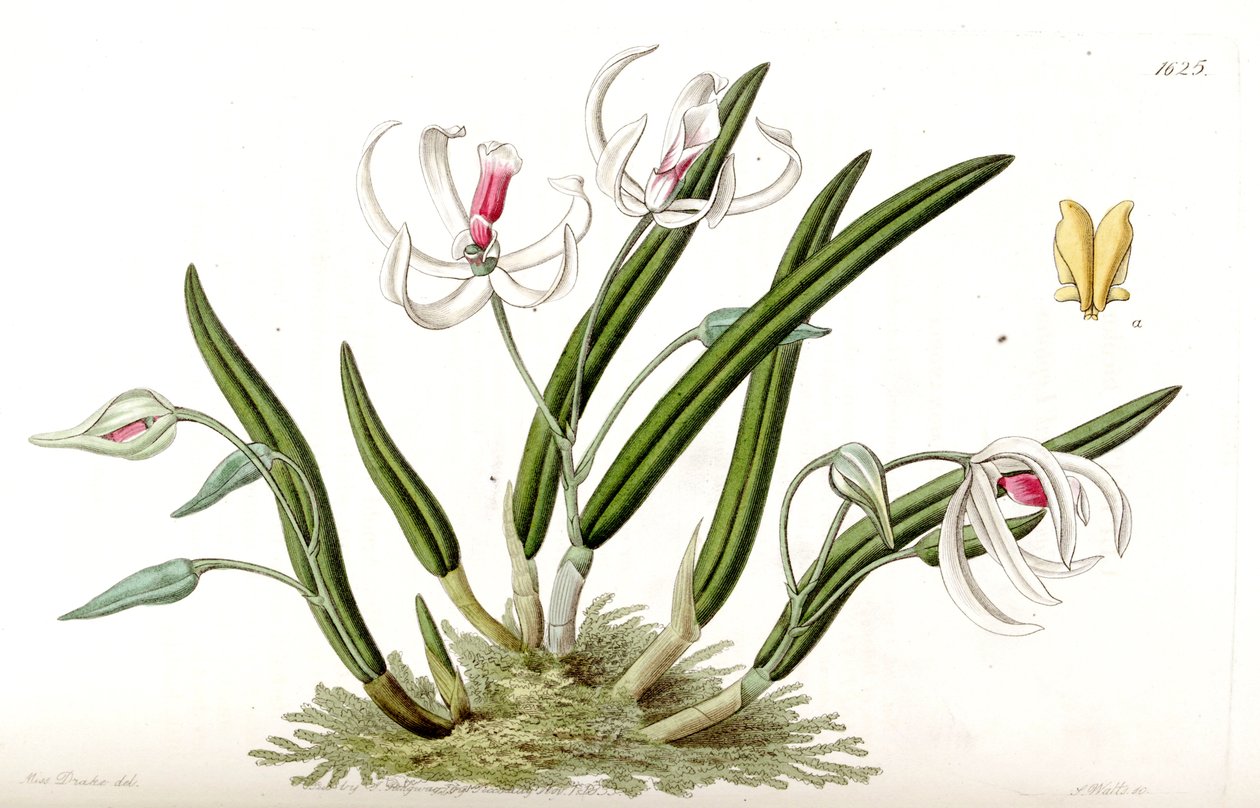 Leptotes bicolor af Miss Drake
