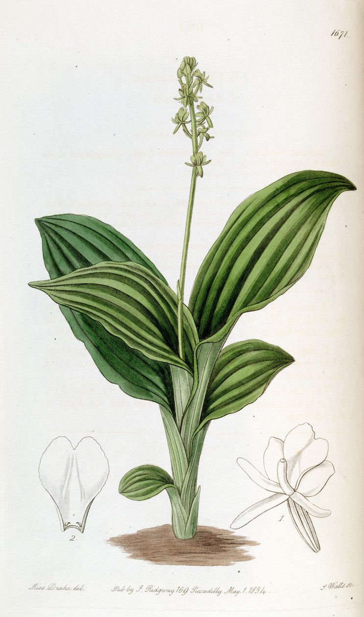 Liparis nervosa ssp. nervosa (som syn. Liparis guineensis) af Miss Drake