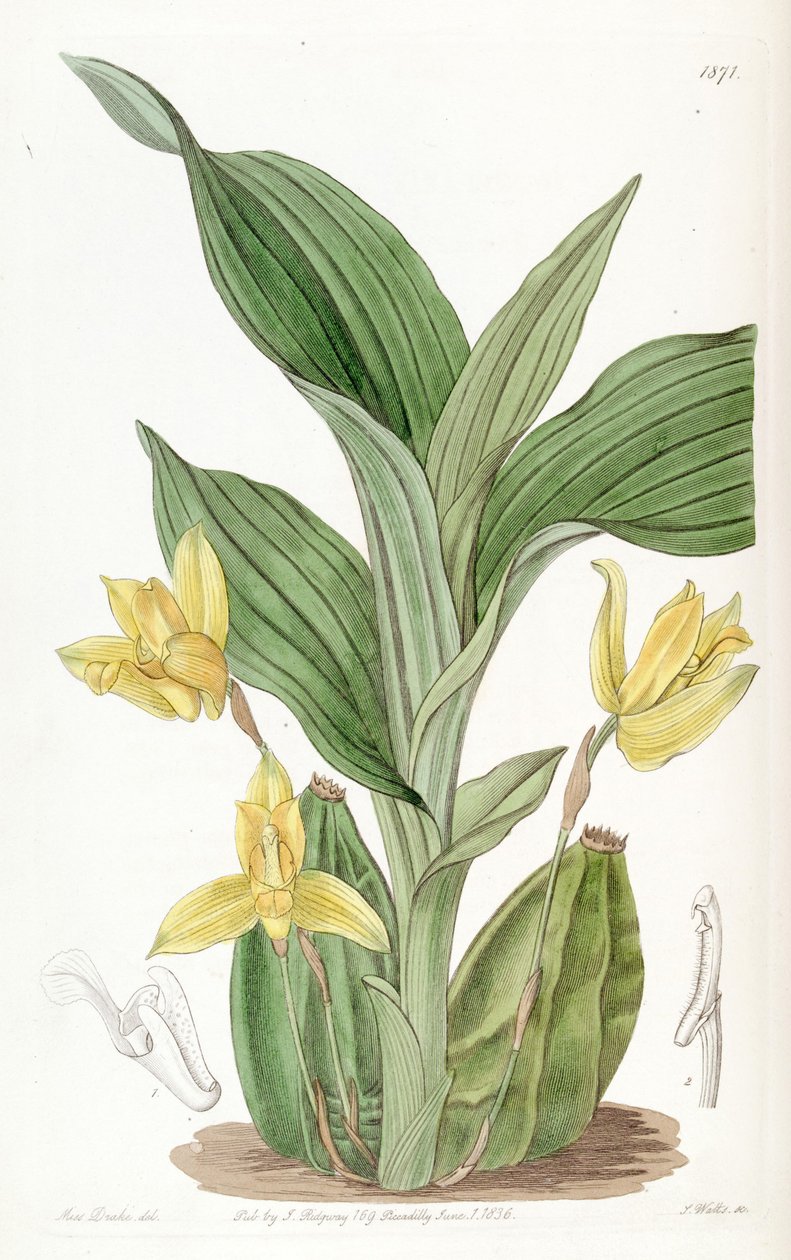 Aromatic Lycaste (som syn. Maxillaria aromatica) af Miss Drake