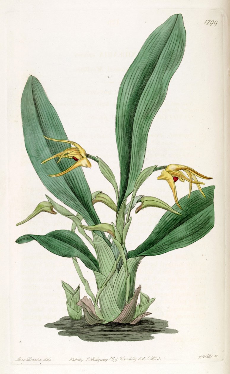 Maxillaria crocea af Miss Drake