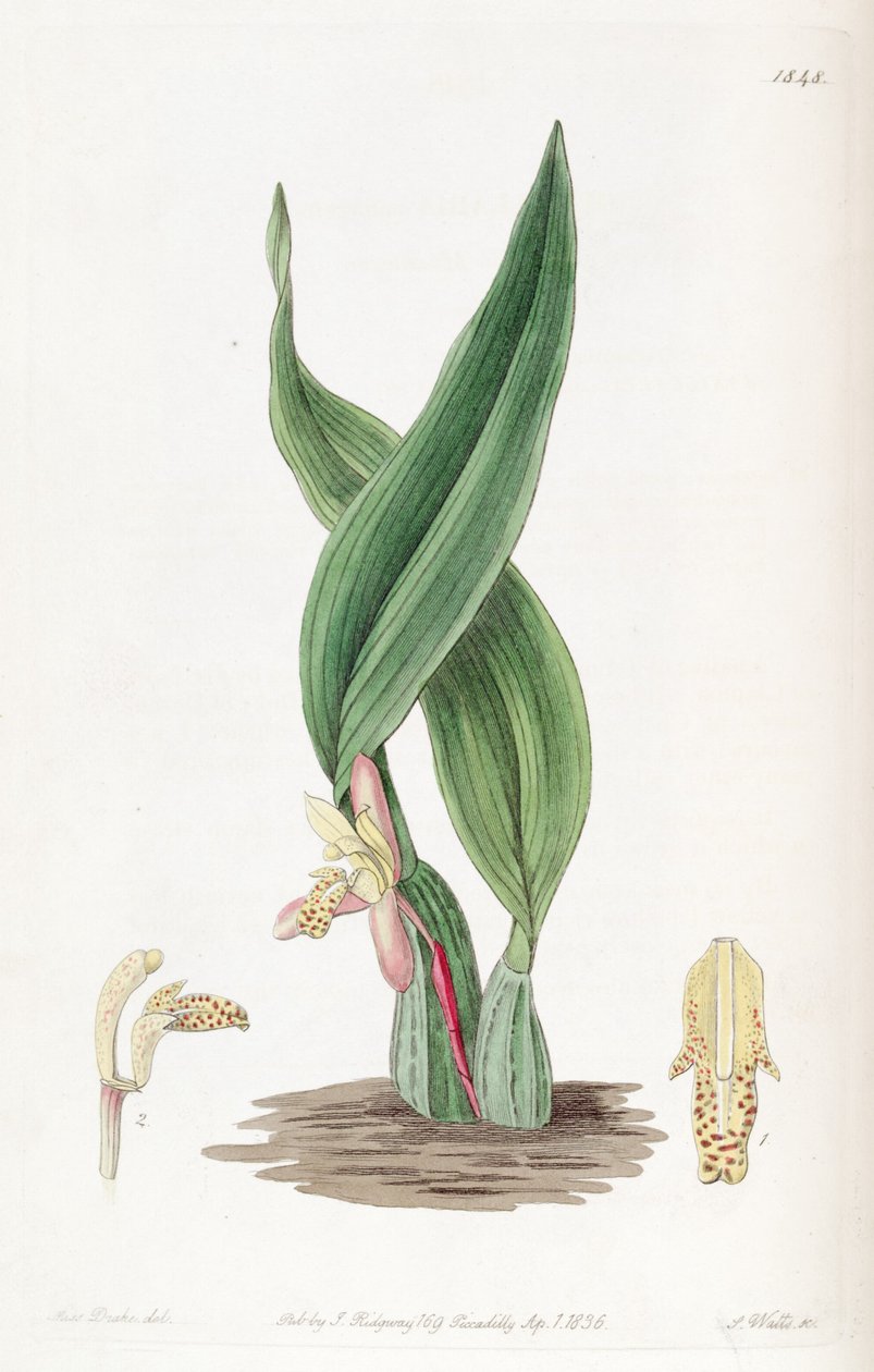 Maxillaria rufescens af Miss Drake