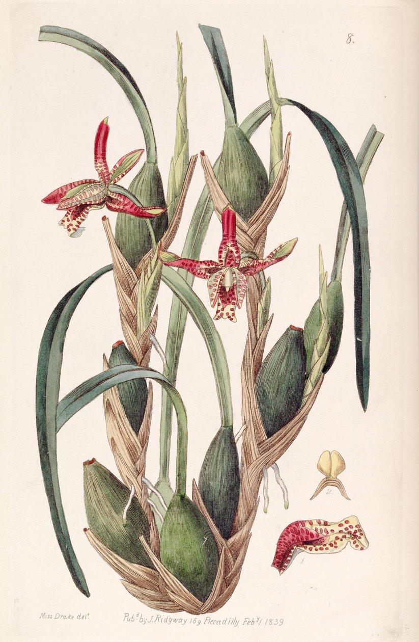 Maxillaria tenuifolia eller Maxillariella tenuifolia af Miss Drake